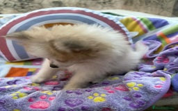Pomerania perros en venta: Preciosa pomerania hembra - Imagen 12