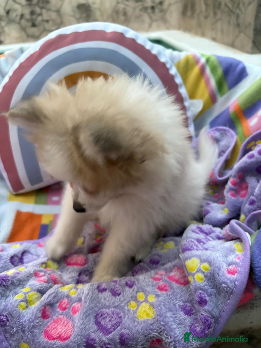 Pomerania perros en venta: Preciosa pomerania hembra - Imagen 12