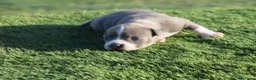 American Pit Bull Terrier perros en venta: Cachorros blue Amstaff - Anuncio 6