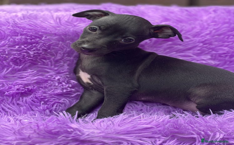 Pequeño Lebrel Italiano perros - Anuncio 13
