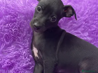 Pequeño Lebrel Italiano perros Piccolo hembra negra - Anuncio 20