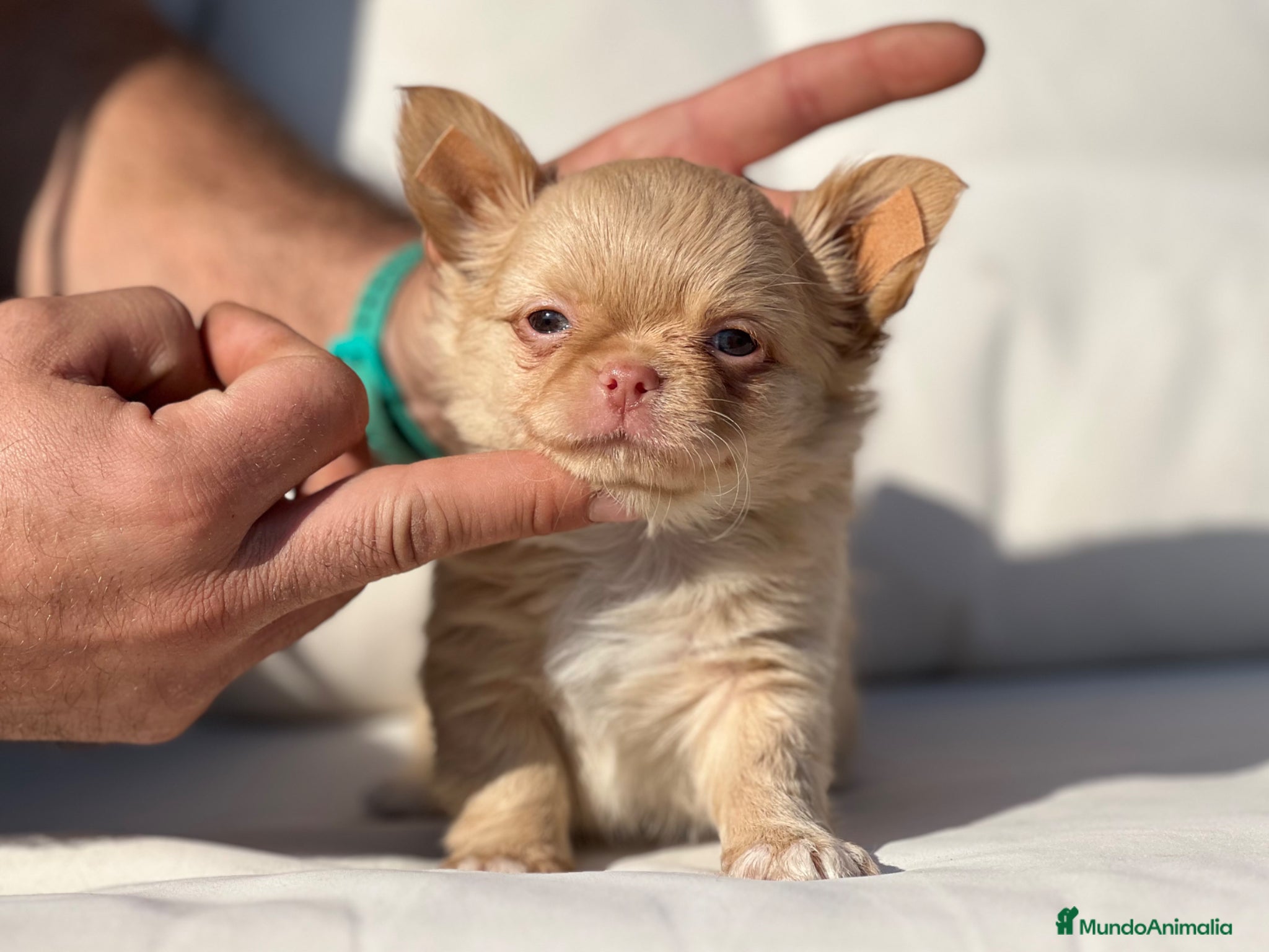 Chihuahua perros CHIHUAHUA PELO LARGO COLOR GOLD - Anuncio 10