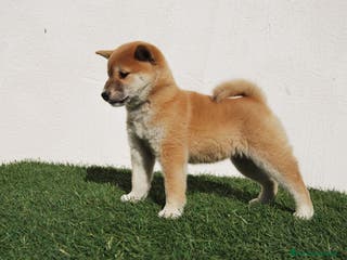 Shiba Inu perros Cachorro de Shiba Inu en Madrid - Anuncio 8