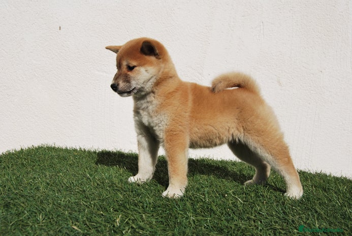 Shiba Inu perros en Madrid - Anuncio 17