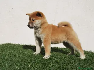 Shiba Inu perros Cachorro de Shiba Inu en Madrid - Anuncio 9