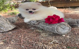 Pomerania perros en venta: Pomerania listo para conocer a su nueva familia !! - Imagen 5