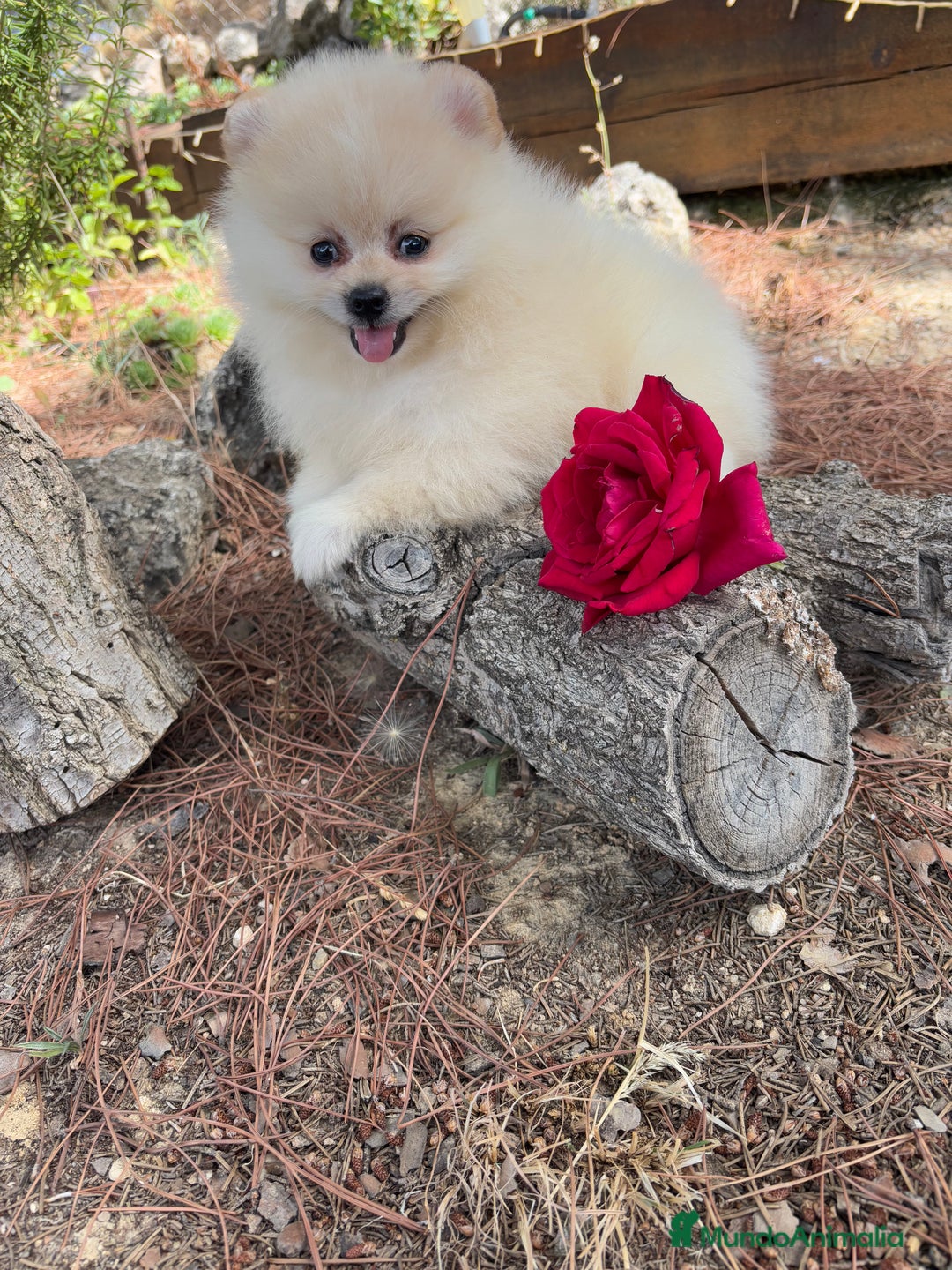 Pomerania perros en venta: Pomerania listo para conocer a su nueva familia !! - Imagen 5