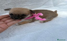 Chihuahua perros en venta: Chihuahuas Diminutos - Imagen 1