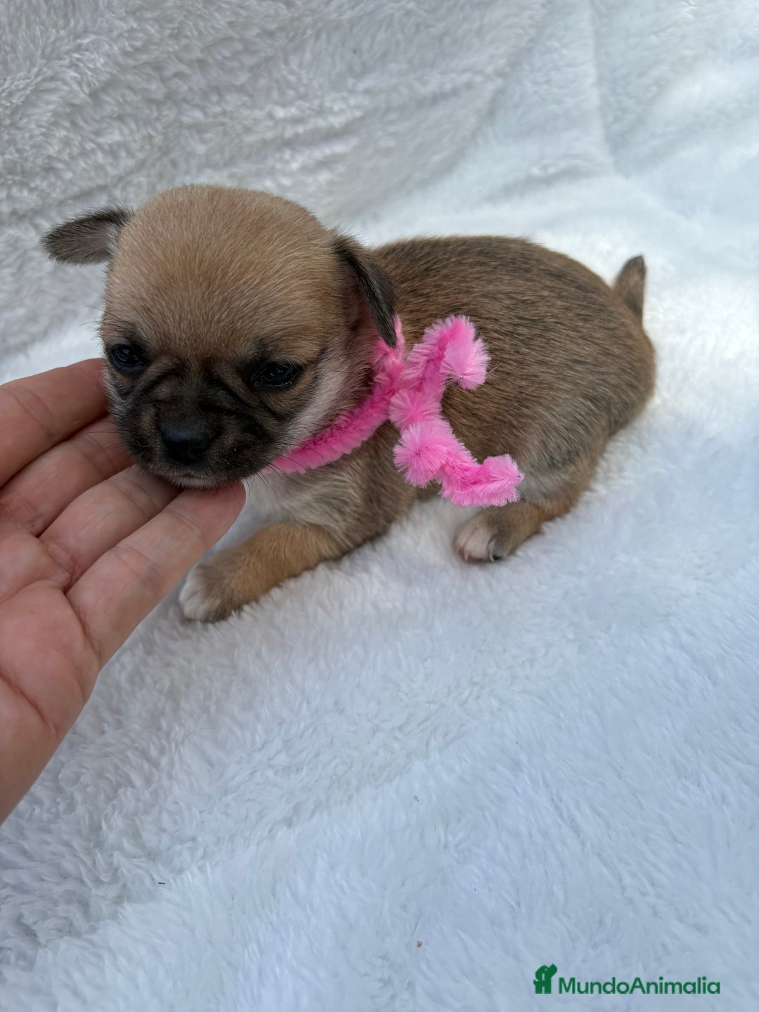 Chihuahua perros en venta: Chihuahuas Diminutos - Imagen 1