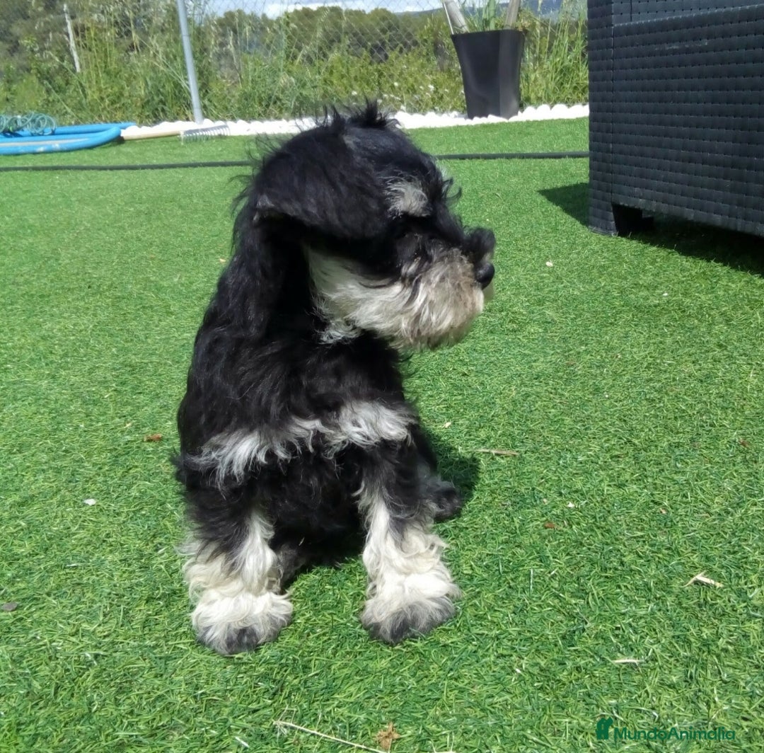 Schnauzer Miniatura perros en venta: Espectacular schnauzer miniatura negro plata  - Anuncio 2