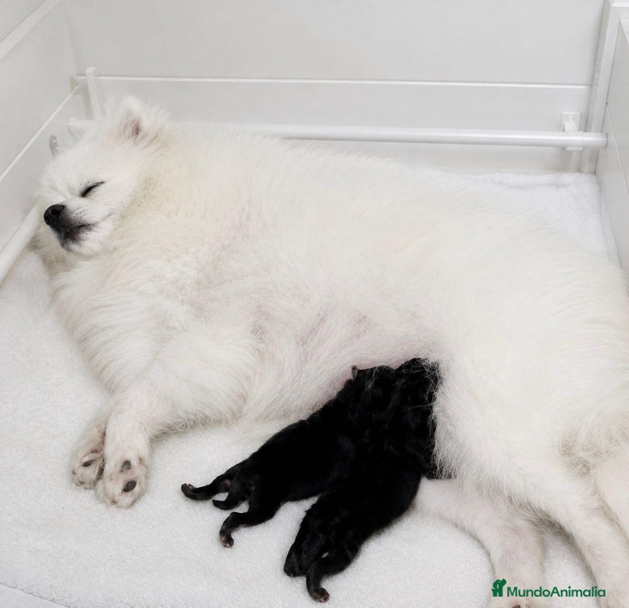 Pomerania perros Súper toy black and tan - Anuncio 1