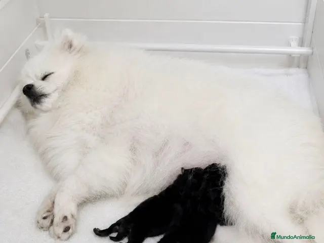 Pomerania perros en venta: Súper toy black and tan - Anuncio 1