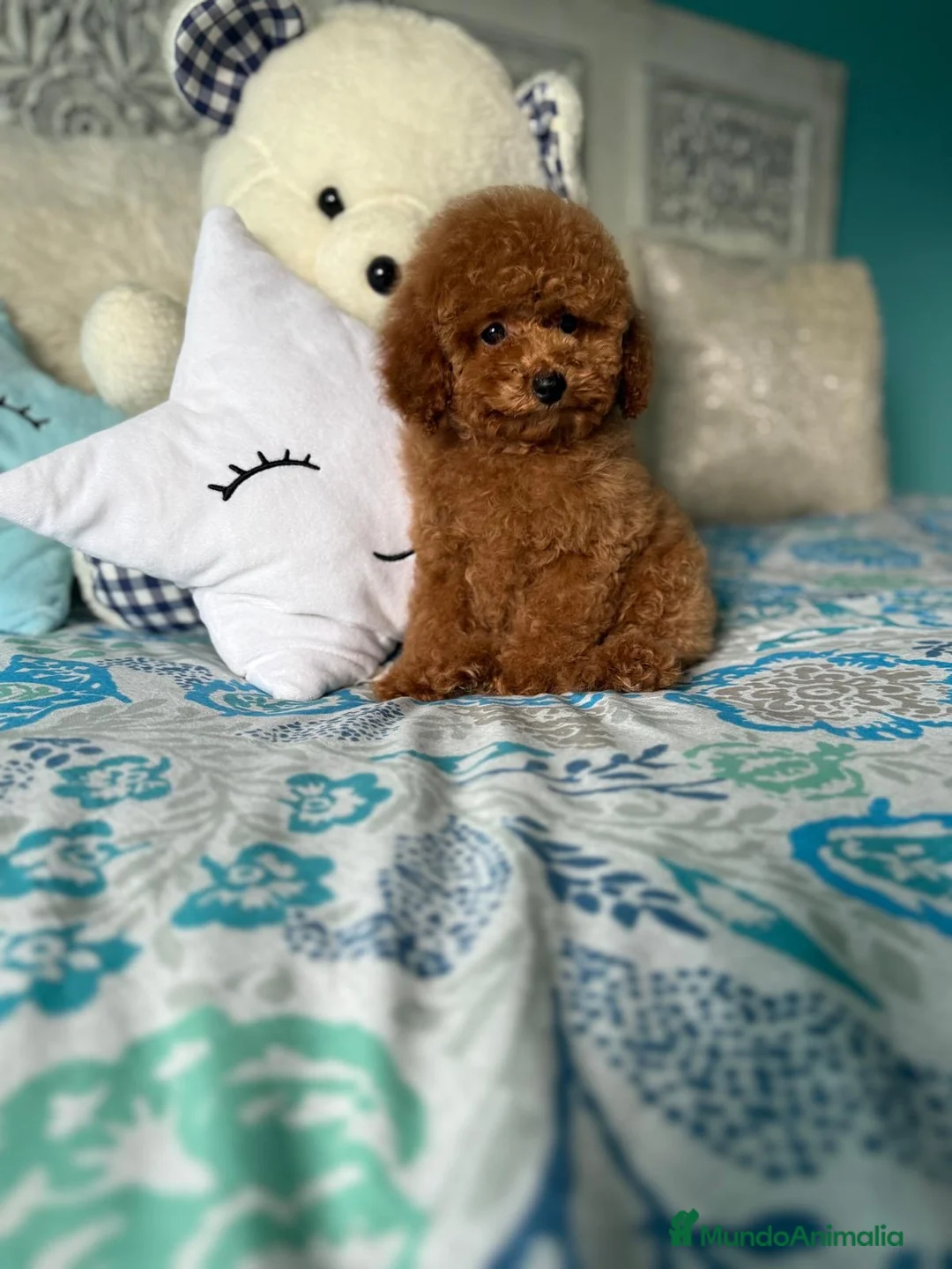 Caniche Toy perros en venta: Caniche toy nueva camada en Fuente Blanca ! - Anuncio 8