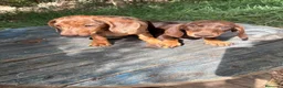 Teckel Miniatura perros en venta: Disponible Teckels de Calidad  - Anuncio 11
