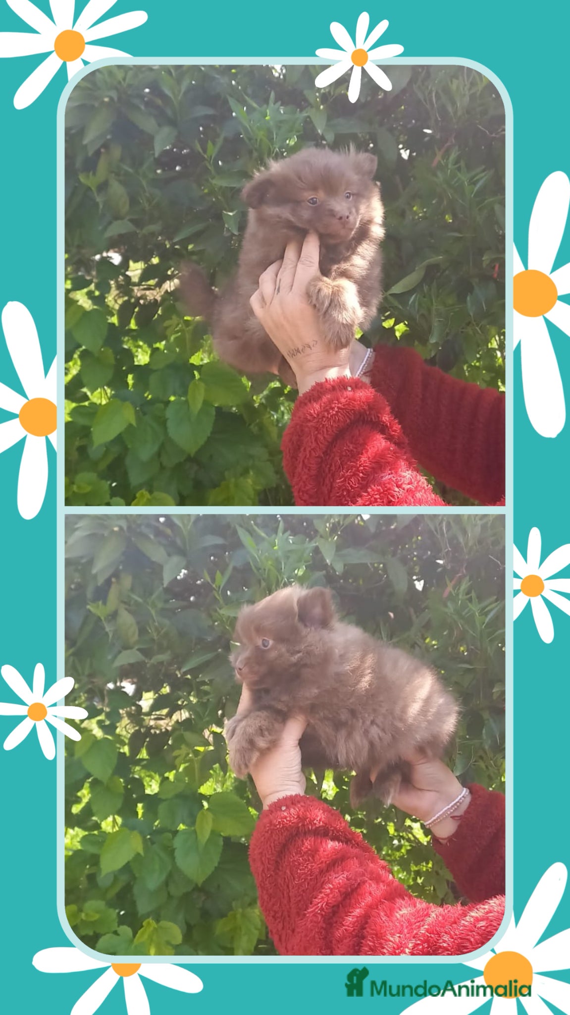 Pomchi perros Pomchi macho chocolate precioso  - Anuncio 1