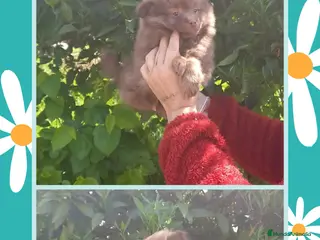 Pomchi perros Pomchi macho chocolate precioso - Anuncio 1