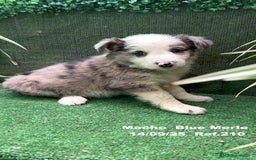 Border Collie perros en venta: Border Collie Blue Merle - Imagen 4