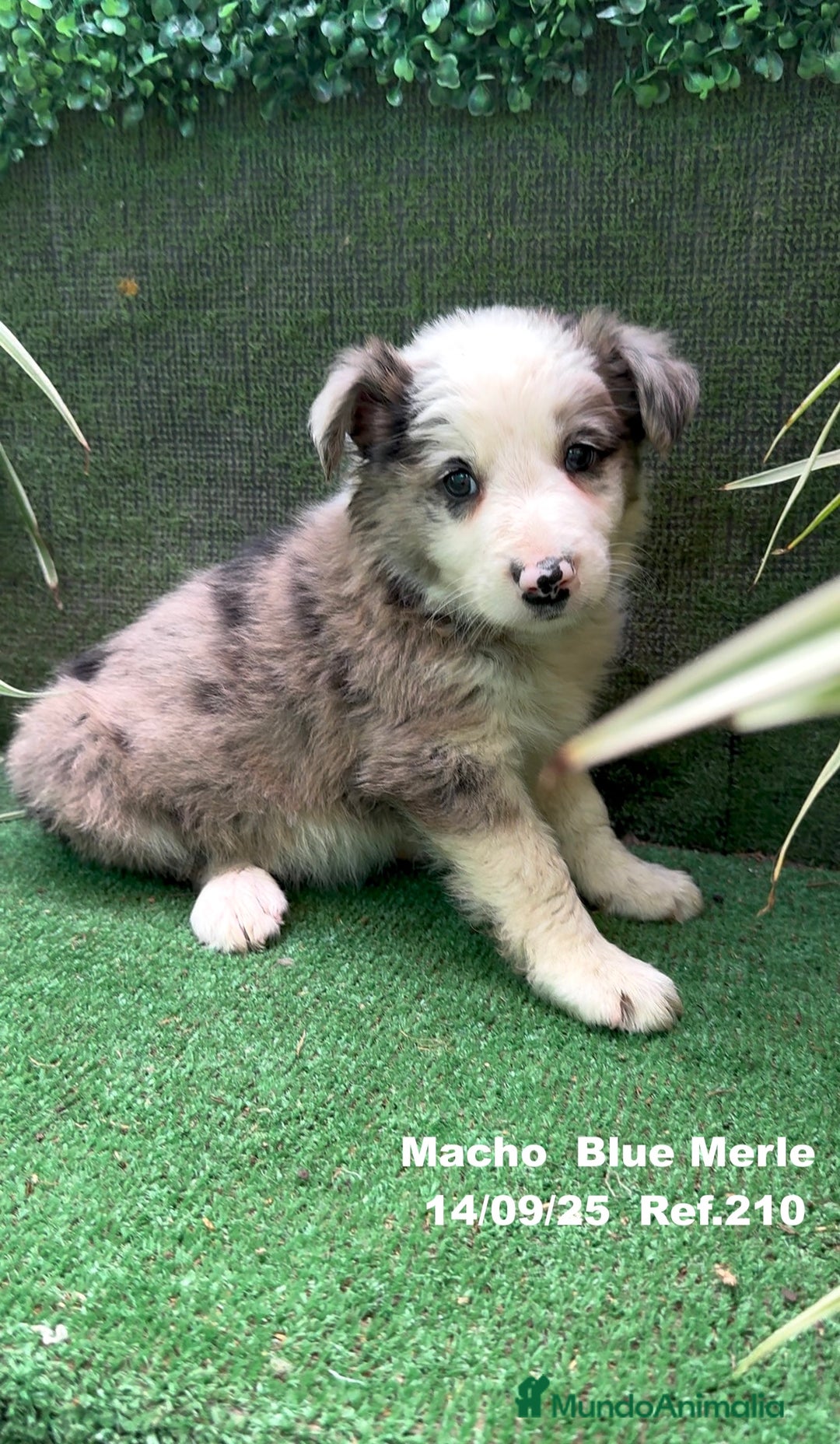Border Collie perros en venta: Border Collie Blue Merle - Imagen 4