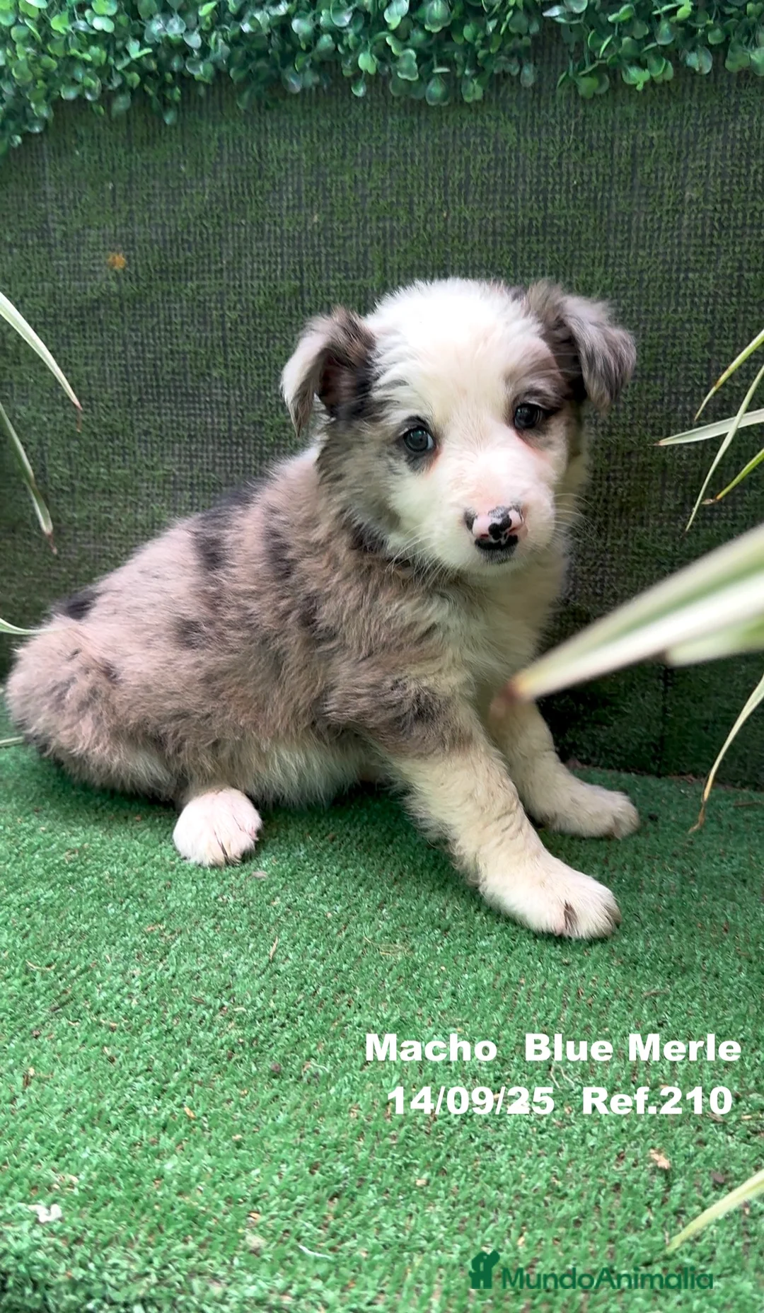 Border Collie perros en venta: Border Collie Blue Merle - Anuncio 4