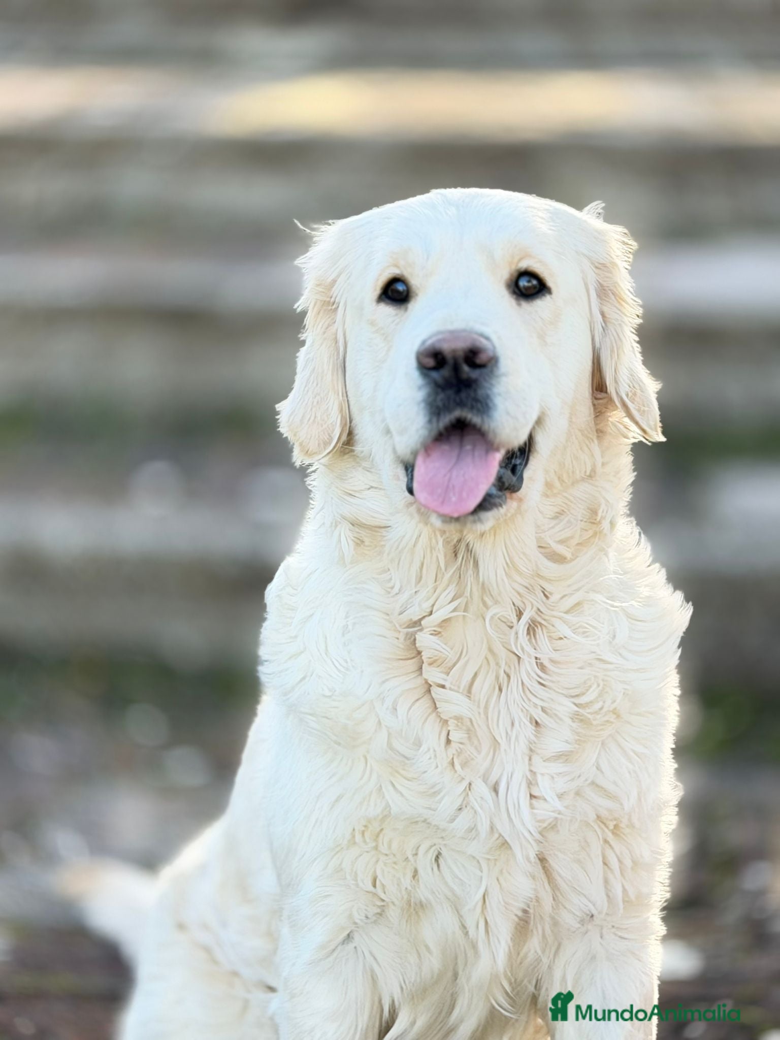 Golden Retriever perros Golden's blancos - Anuncio 5