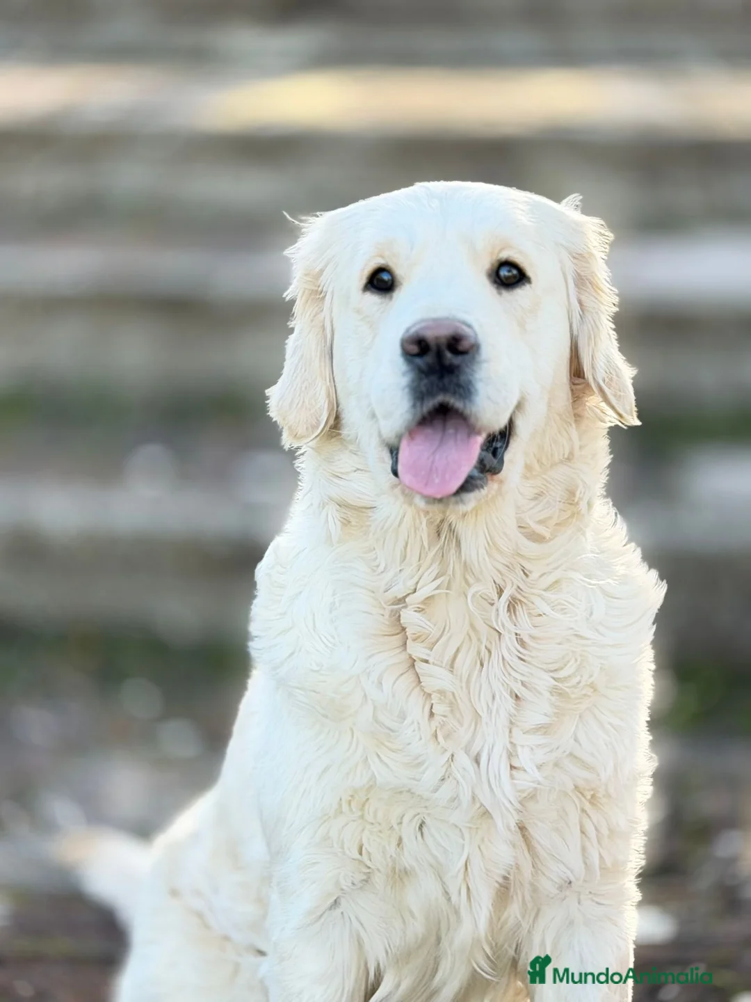 Golden Retriever perros en venta: Golden's blancos - Anuncio 1