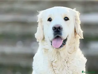 Golden Retriever perros Golden's blancos - Anuncio 5