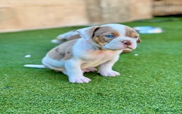 American Bully perros en venta: American Bully  - Imagen 2