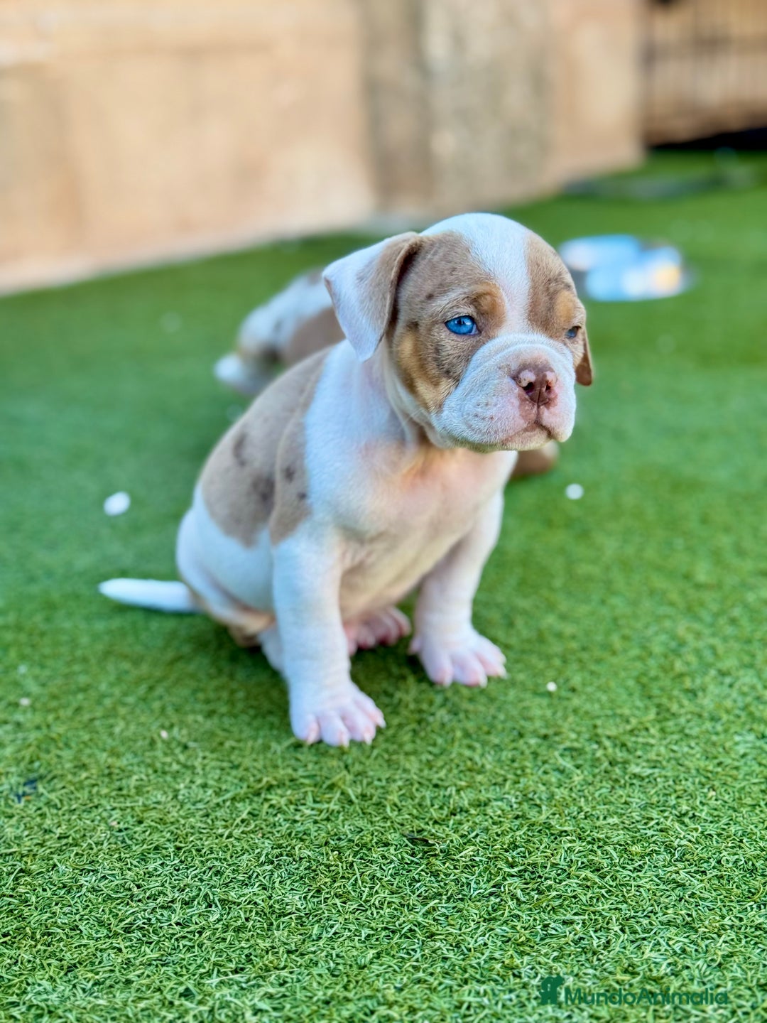 American Bully perros en venta: American Bully  - Imagen 2