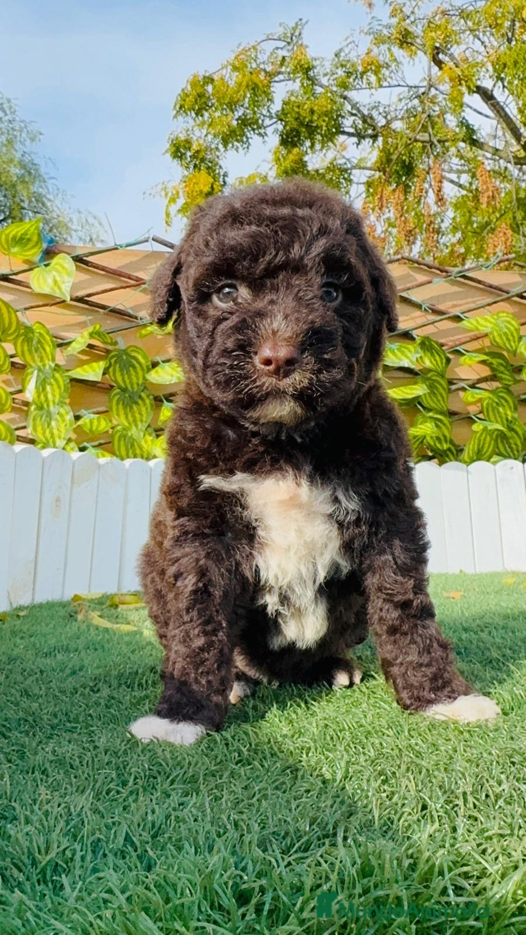 Perro de Agua Español perros en venta: PERRO DE AGUA ESPAÑOL - Anuncio 6