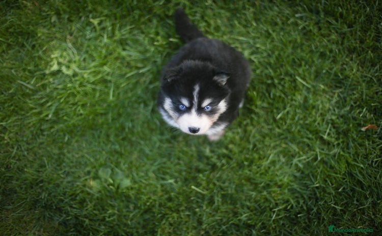 Pomsky perros - Anuncio 1