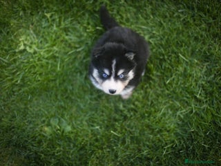 Pomsky perros - Anuncio 9