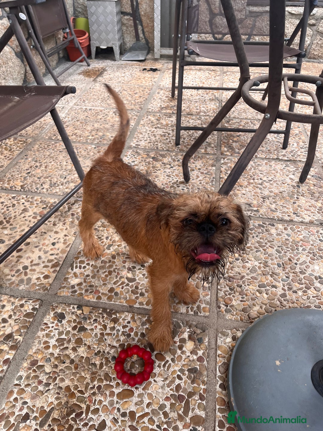 Grifón de Bruselas perros en venta: Último cachorro de Grifon de Bruselas  - Imagen 5