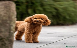 Caniche Toy perros en venta: Caniche toy - Imagen 4
