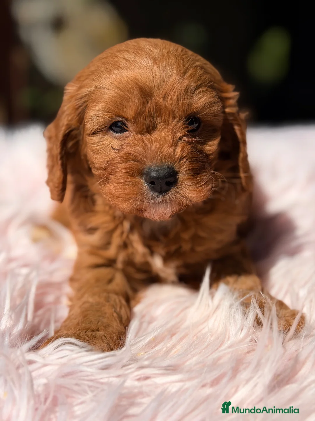 Cavapoo perros en venta: Cavapoo Toy roja  - Anuncio 1
