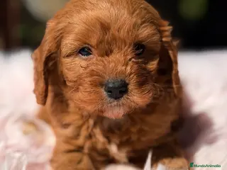 Cavapoo perros Cavapoo Toy roja - Anuncio 1