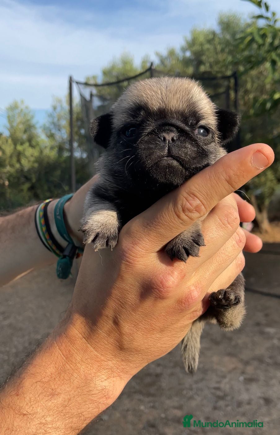 Carlino - Pug perros en venta: Preciosos Carlinos en venta - Anuncio 2