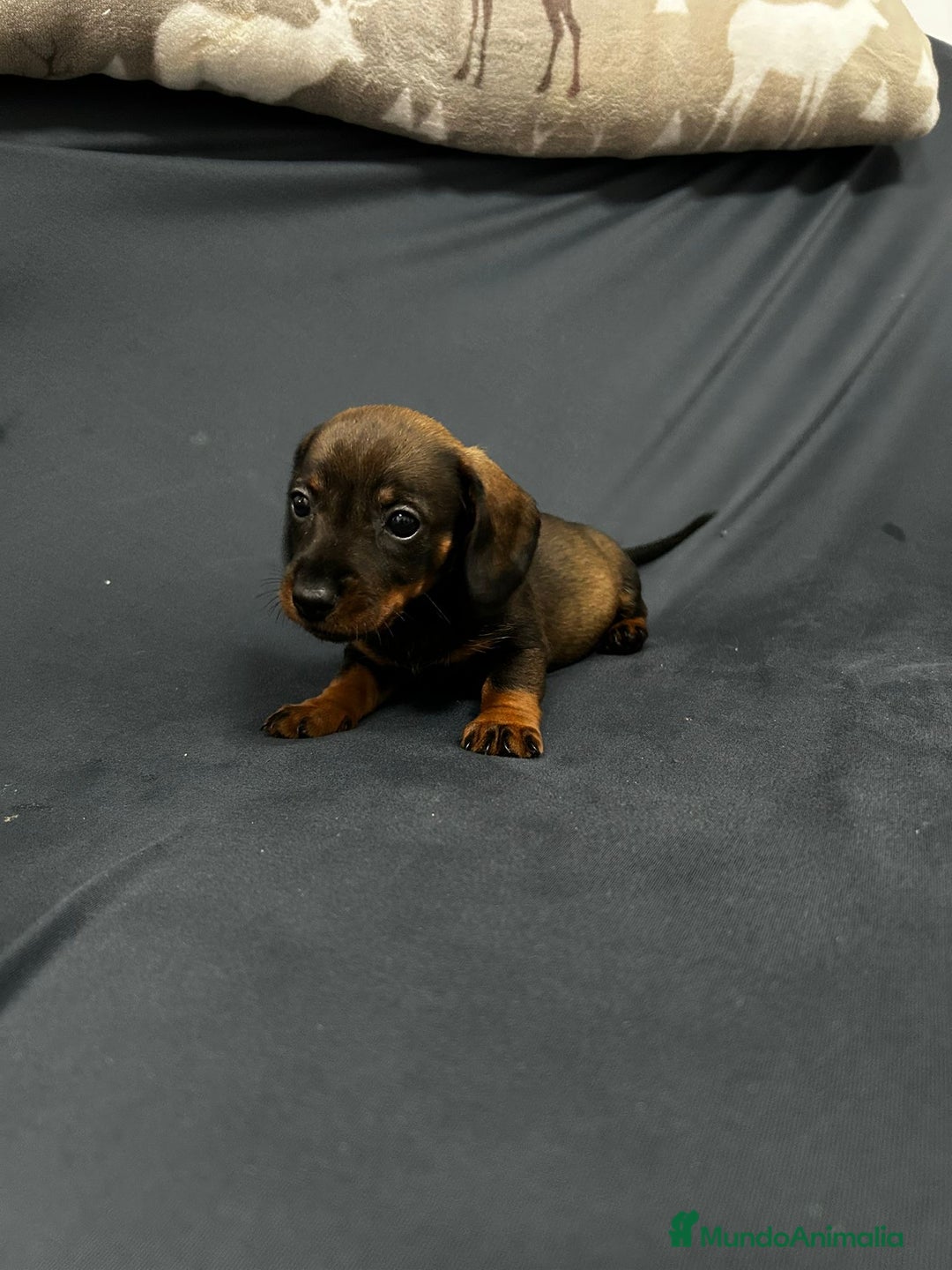 Teckel Miniatura perros en venta: Teckel mini pelo duro  - Anuncio 4