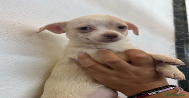 Chihuahua perros - Anuncio 4