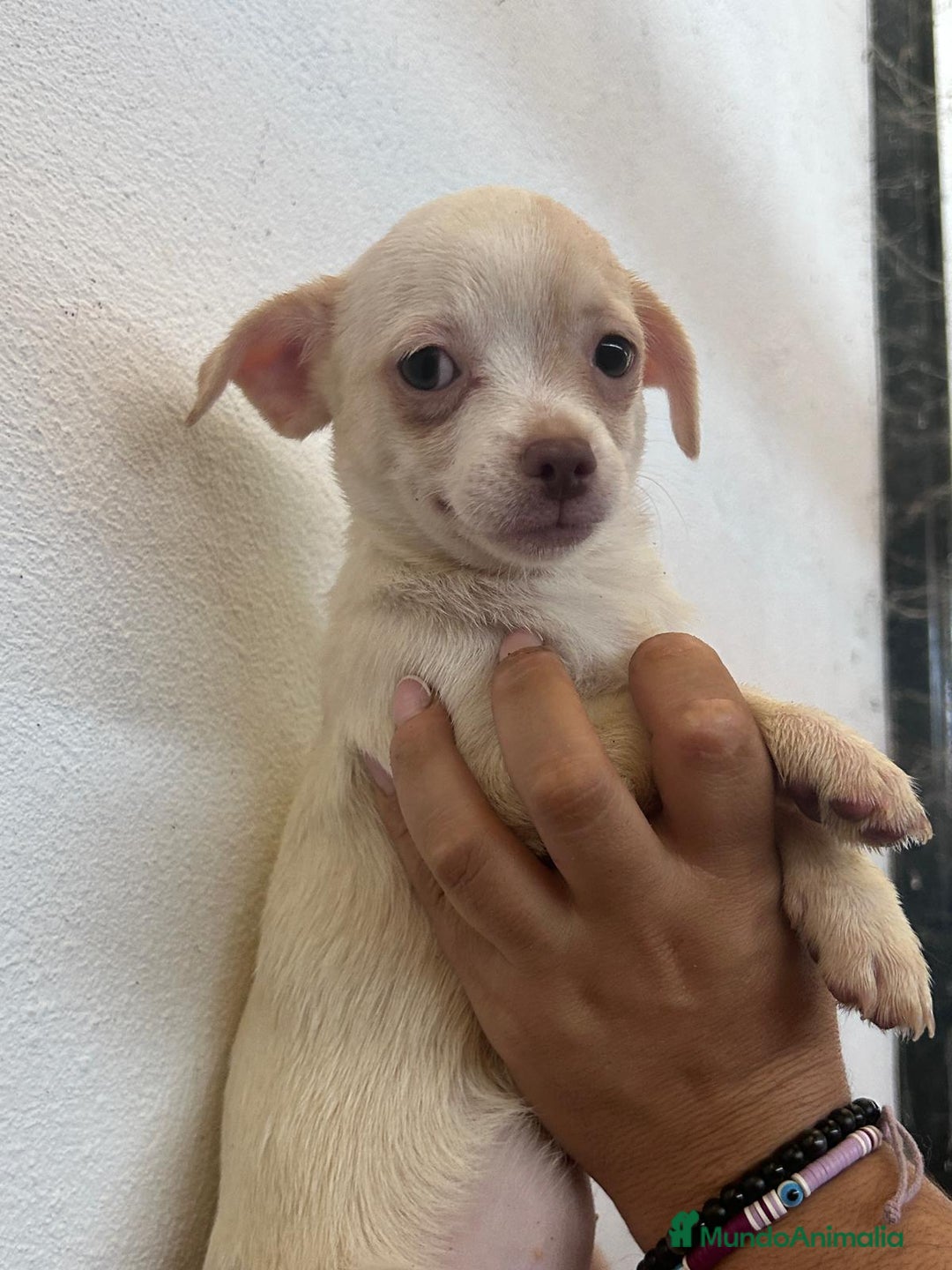 Chihuahua perros en venta: Chihuahuas - Imagen 3
