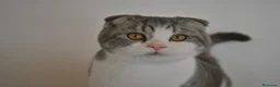 Scottish Straight gatos en venta: Gatos Scottish Straight-Fold  - Anuncio 2