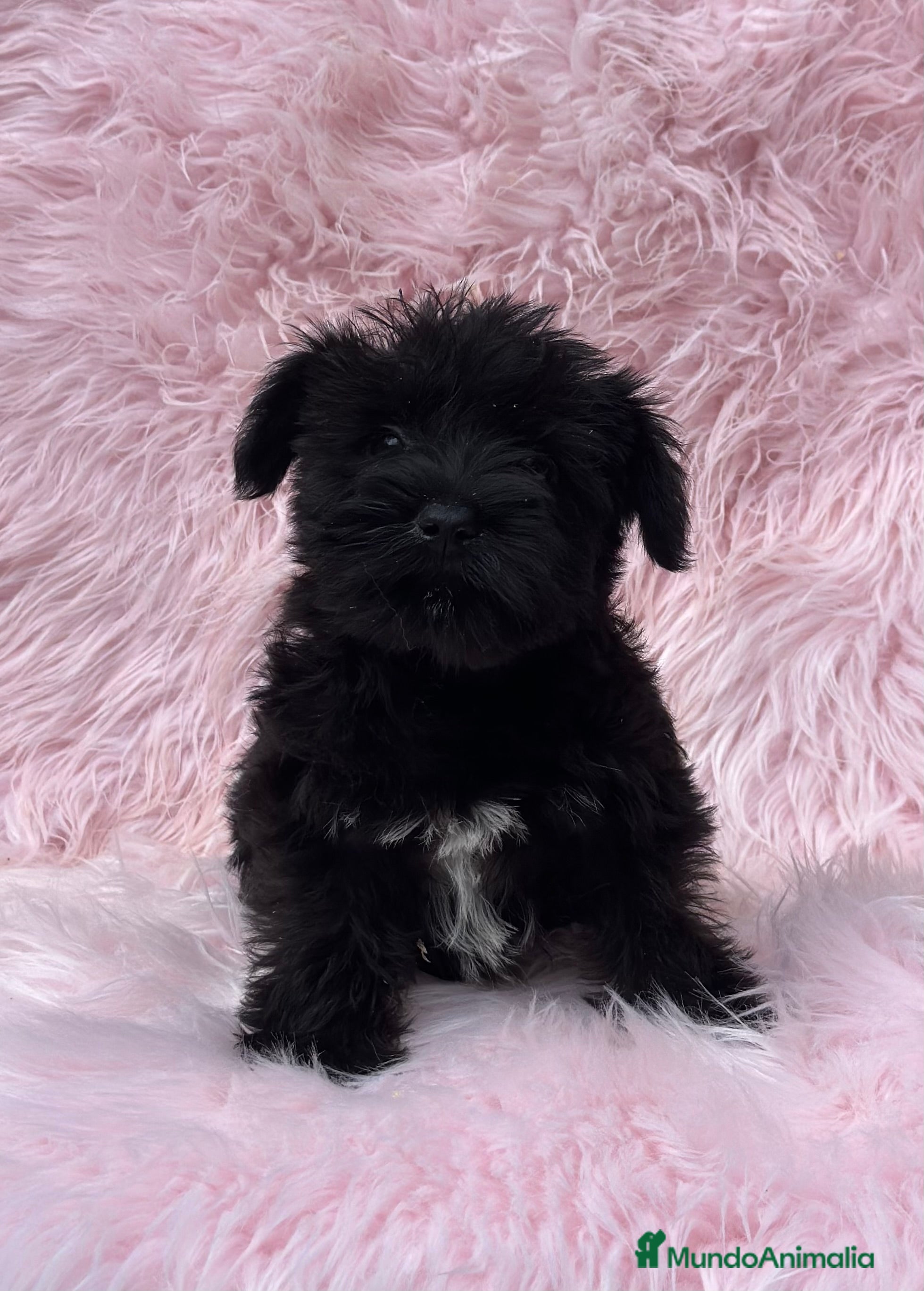 Schnauzer Miniatura perros SCHNAUZER HEMBRA DISPONIBLE en Barcelona - Anuncio 21