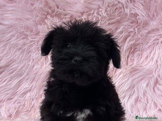 Schnauzer Miniatura perros en Barcelona - Anuncio 7