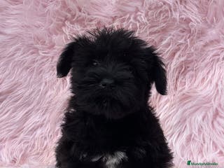 Schnauzer Miniatura perros SCHNAUZER HEMBRA DISPONIBLE en Barcelona - Anuncio 22