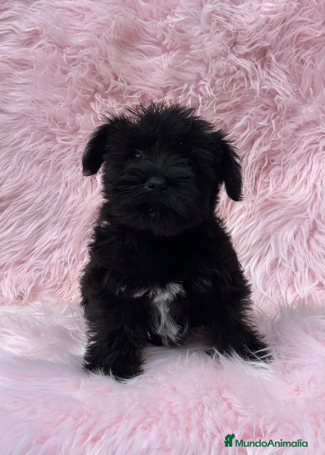 Schnauzer Miniatura perros en venta: SCHNAUZER HEMBRA DISPONIBLE en Barcelona - Anuncio 1