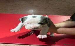 American Pit Bull Terrier perros en venta: camada American Pitbull Terrier  - Imagen 17