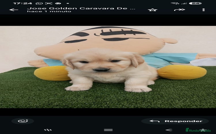 Golden Retriever perros - Anuncio 1