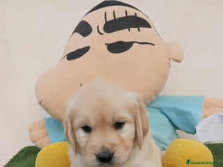 Golden Retriever perros - Anuncio 5