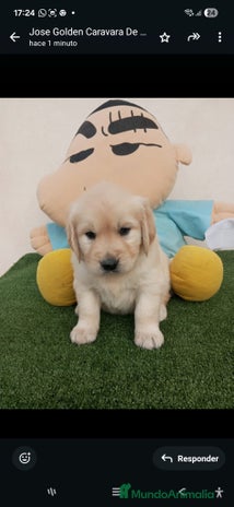 Golden Retriever perros - Anuncio 1