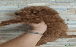 Caniche Toy perros en venta: Hembras toy disponibles - Imagen 2