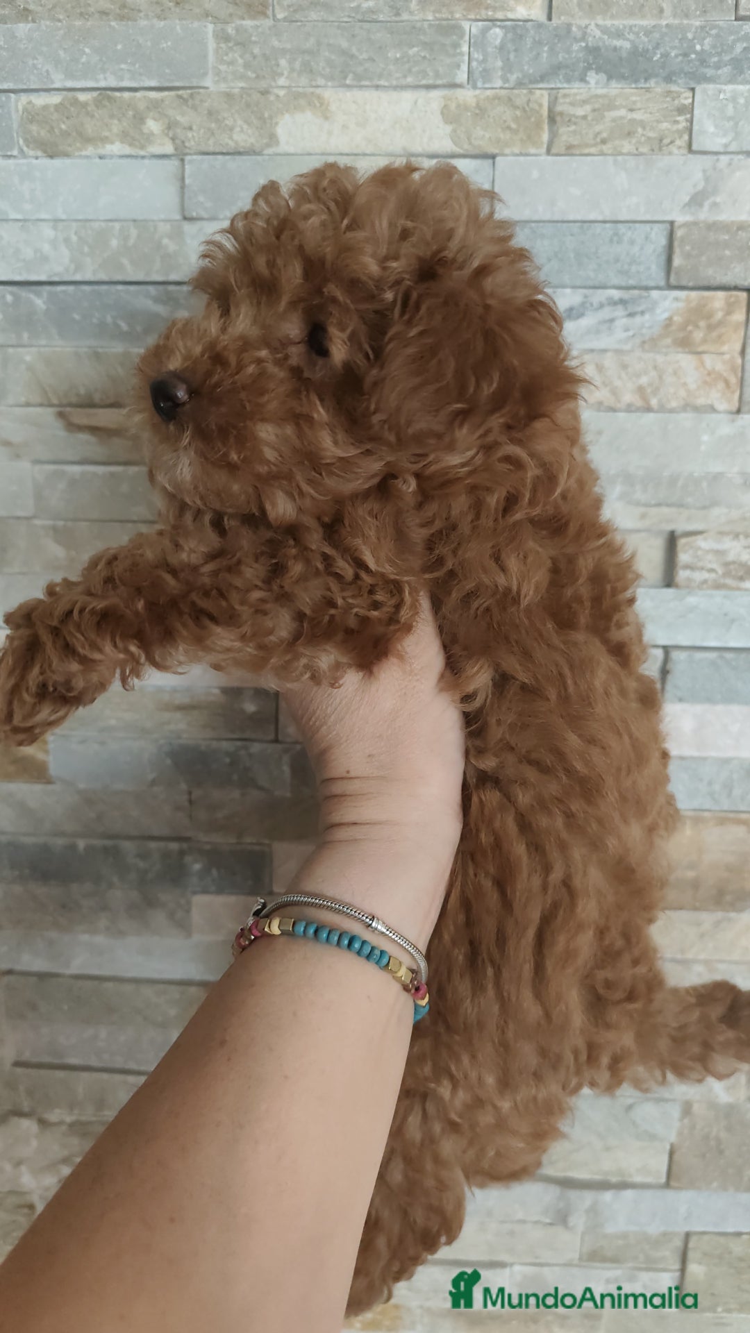 Caniche Toy perros en venta: Hembras toy disponibles - Imagen 2